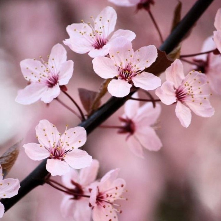 Semillas de Cerezo Japonés Sakura (Prunus Serrulata)