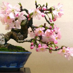 10 Semillas de Cerezo Japonés Sakura (Prunus Serrulata)