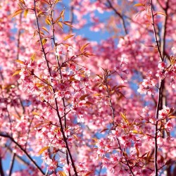 Semillas de Cerezo Japonés Sakura (Prunus Serrulata)