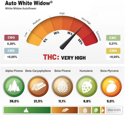 Porcentajes auto white widow central de semillas